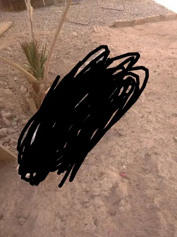 مرغ گلین|حیوانات مزرعه|اشکذر, |دیوار