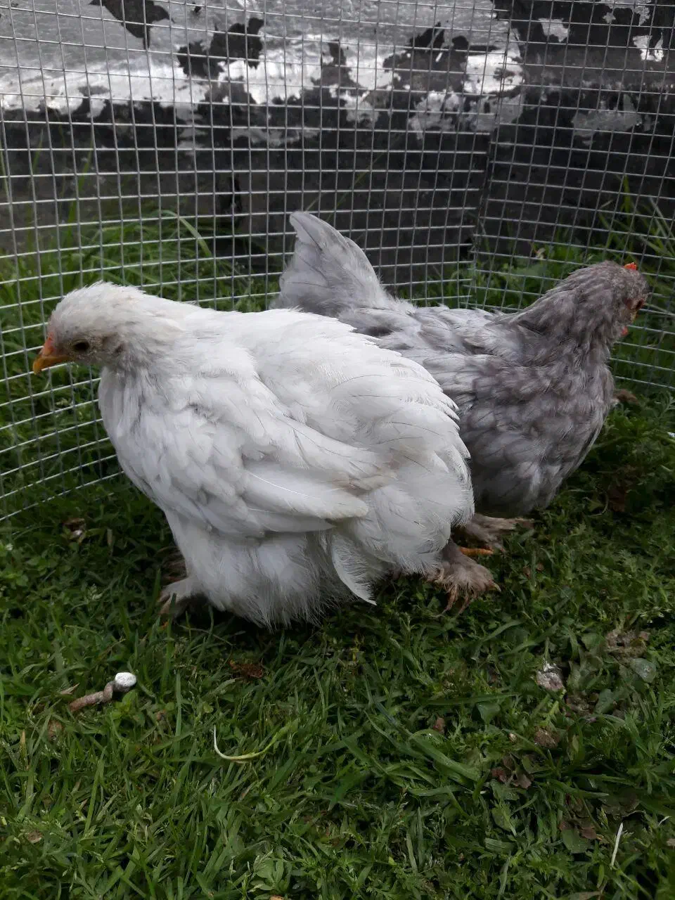 تخم نطفه دار مرغ ابریشمی و کوشین و برهما و...|حیوانات مزرعه|تهران, نیلوفر|دیوار