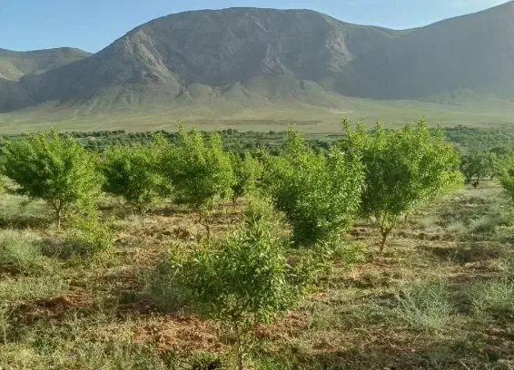 زمین کشاورزی جهت ساخت گلخانه|فروش زمین و ملک کلنگی|عسگران, |دیوار