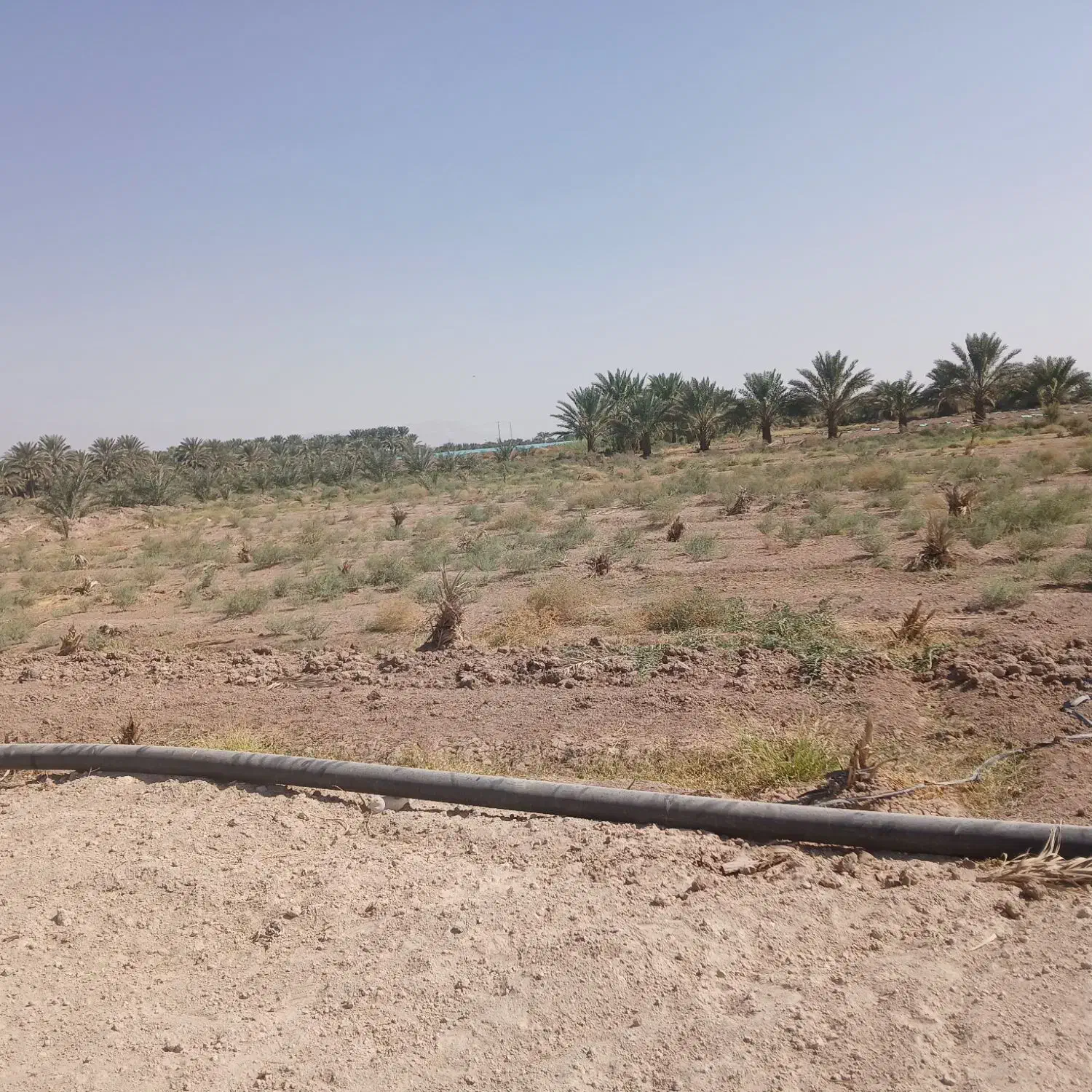 فروش زمین کشاورزی|فروش زمین و ملک کلنگی|عنبرآباد, |دیوار