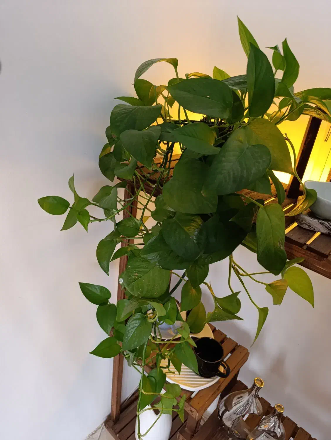 گلدان سنسوریا و پتوس|گل و گیاه طبیعی|پرند, فاز ۶|دیوار