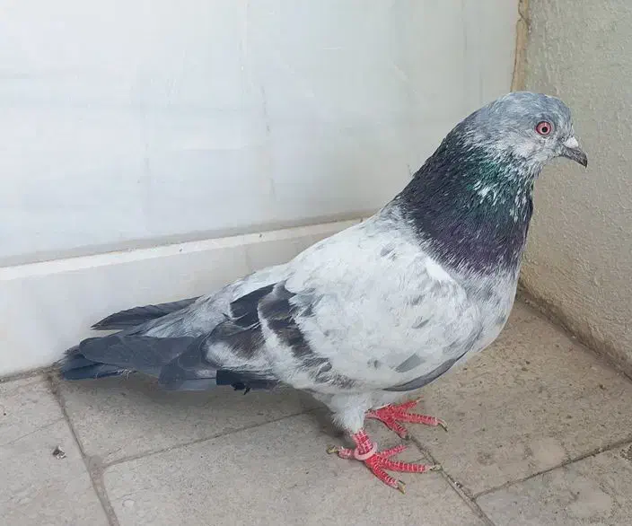 کبوتر  کاسکویی انگلیسی|حیوانات|تهران, ولنجک|دیوار