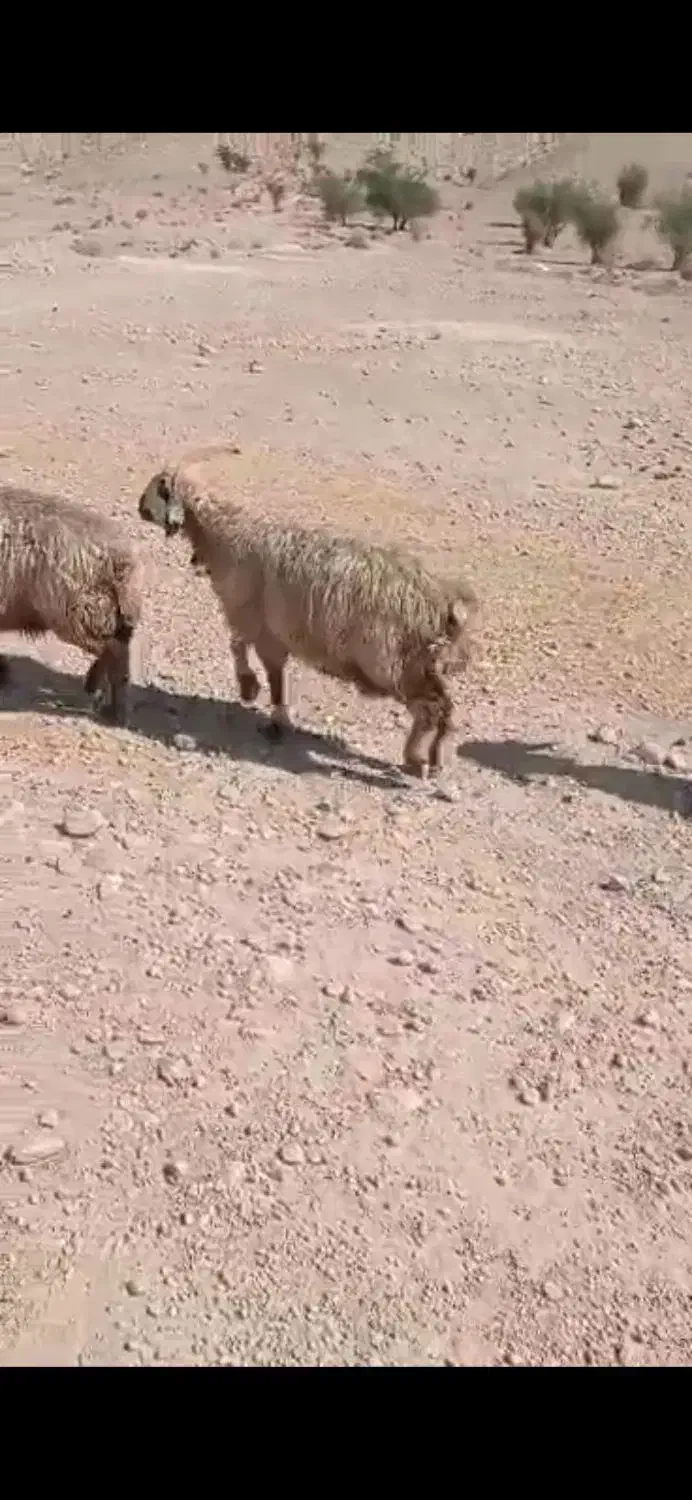 میش بره دار بختیاری درجه یک|حیوانات مزرعه|فراشبند, |دیوار