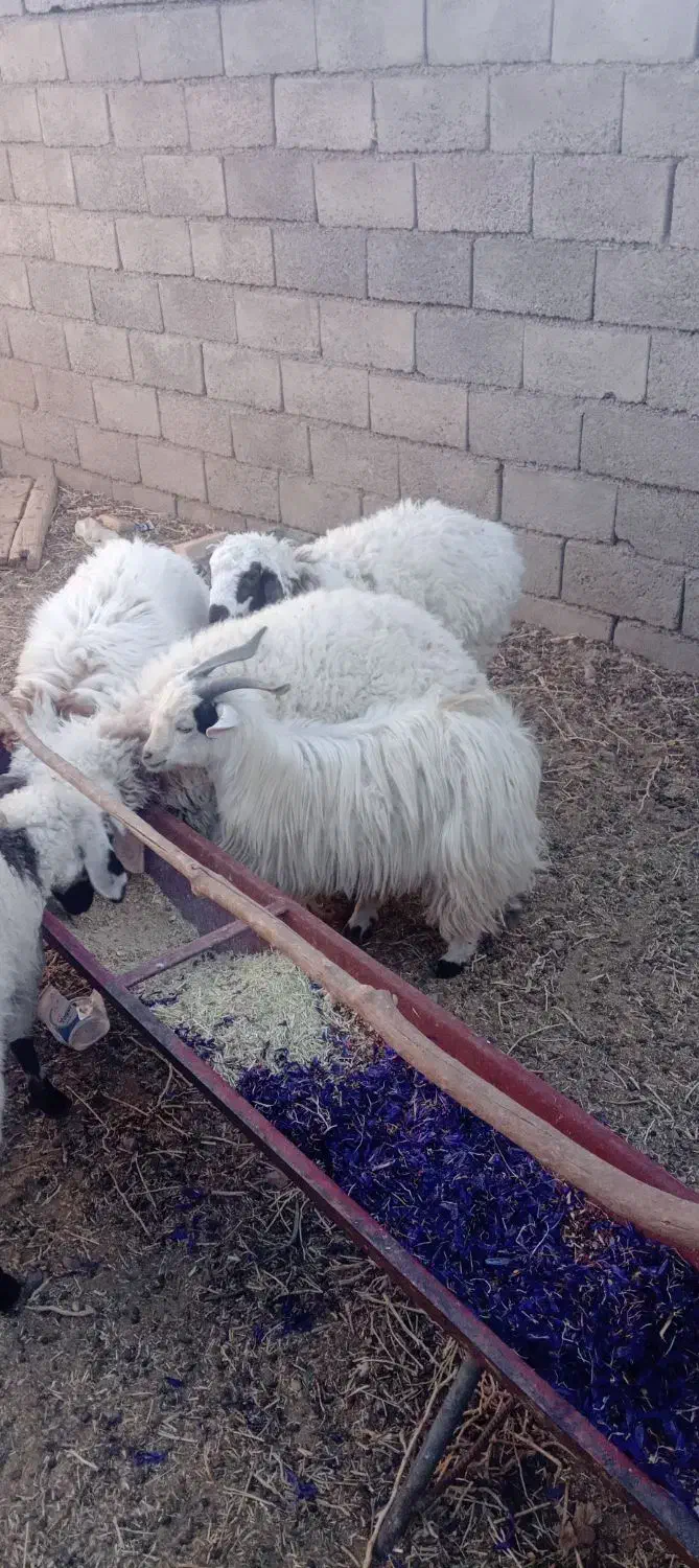 ۲بزغاله نر چاق|حیوانات مزرعه|قائن, |دیوار