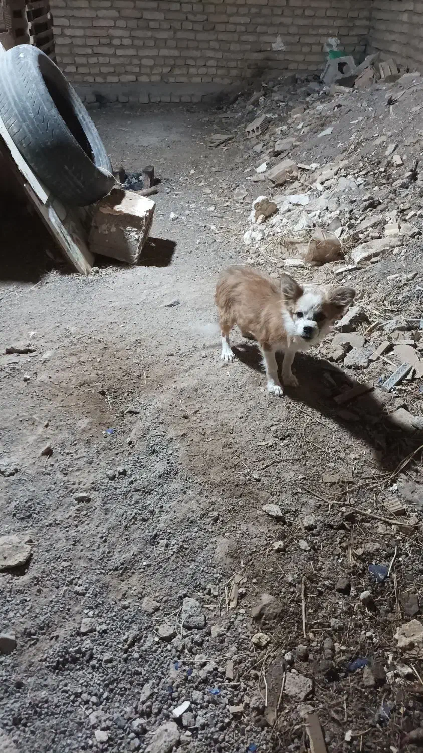 پاپی گوش تیز|سگ|تربت‌حیدریه, فتح المبین|دیوار