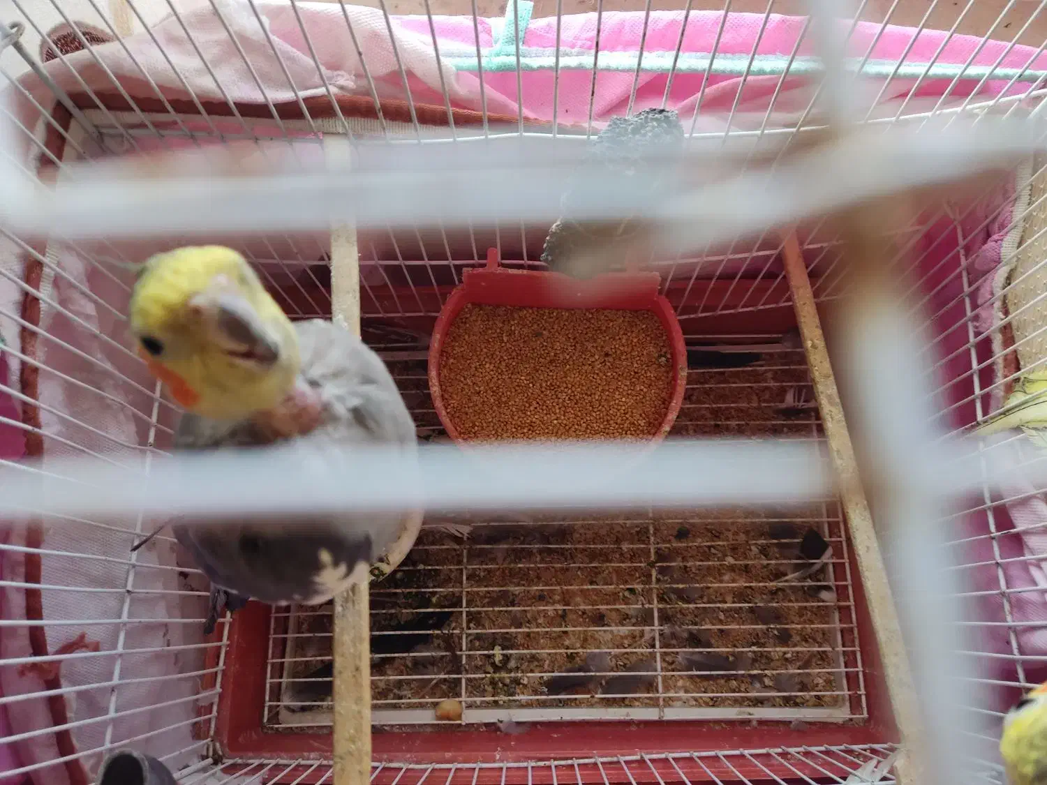 عروس هلندی|پرنده|تنکابن, |دیوار