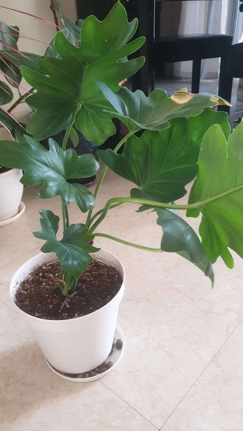 برگ انجیری|گل و گیاه طبیعی|اهواز, امانیه|دیوار