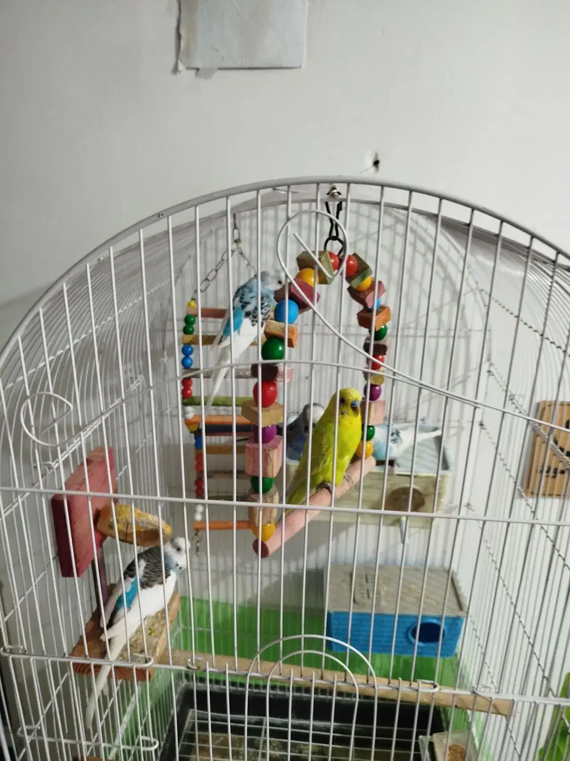 فروش چند عدد مرغ عشق با قفس همه چی|پرنده|جوانرود, |دیوار