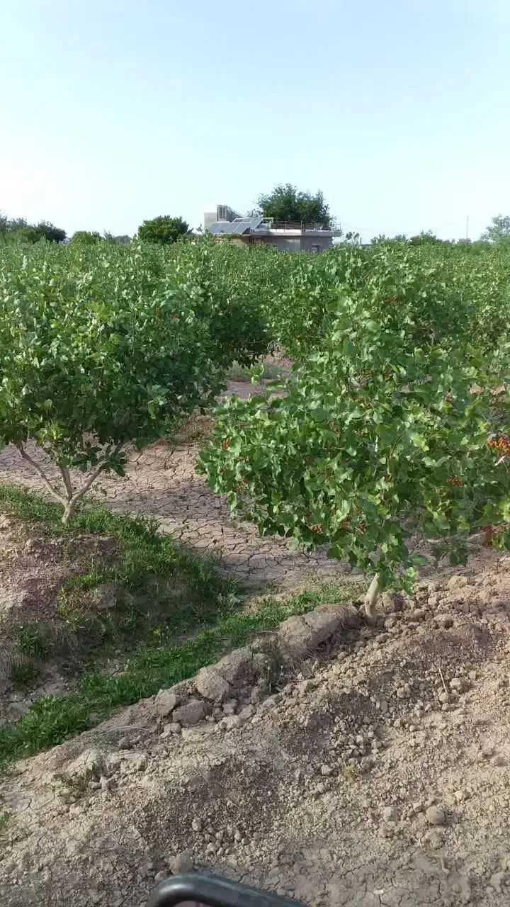 بانک تهاتر آپارتمان سوله باغ ویلا|فروش آپارتمان|مشهد, جانباز|دیوار