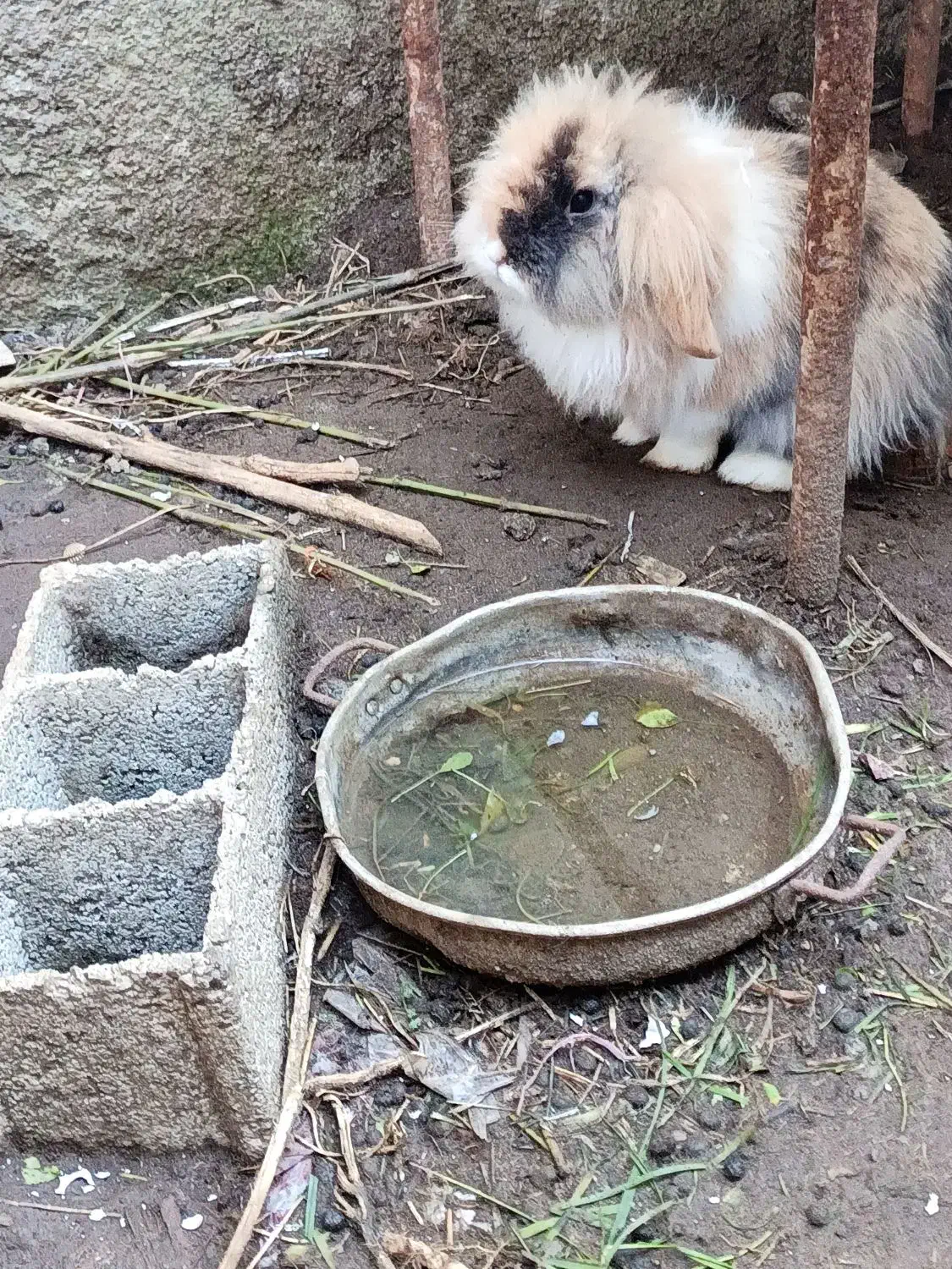 خرگوش|موش و خرگوش|رودسر, |دیوار