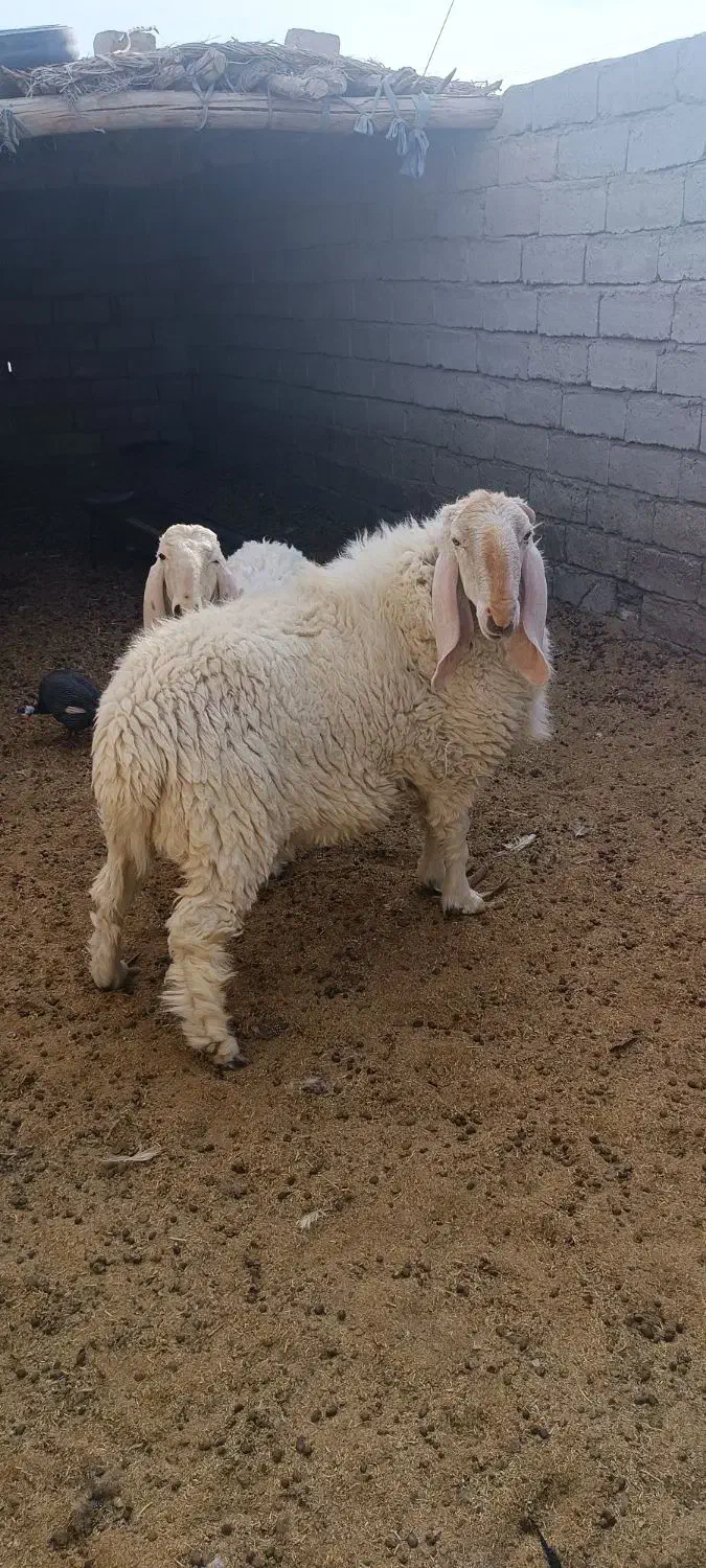 قوچ مری اصل|حیوانات مزرعه|جزنیک, |دیوار