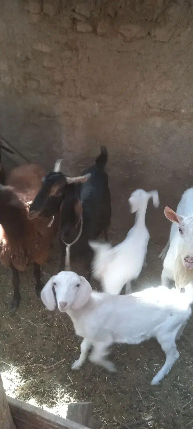 بز نر|حیوانات مزرعه|سمنان, |دیوار