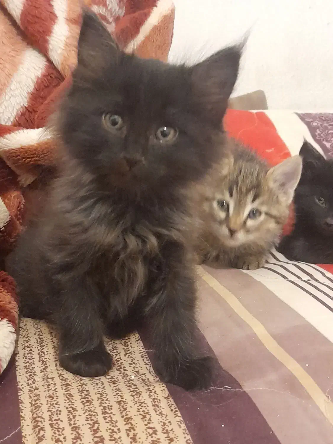 گربه|گربه|صدرا-فارس, فاز ۲|دیوار