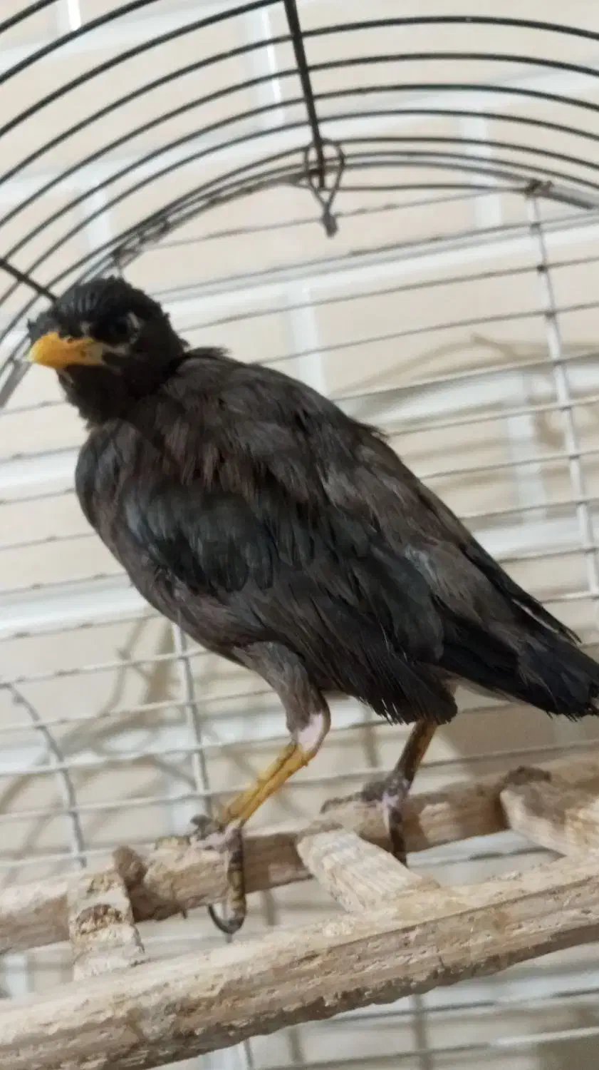 مرغ مینا ۳ماهه|پرنده|کرج, شعبانآباد|دیوار