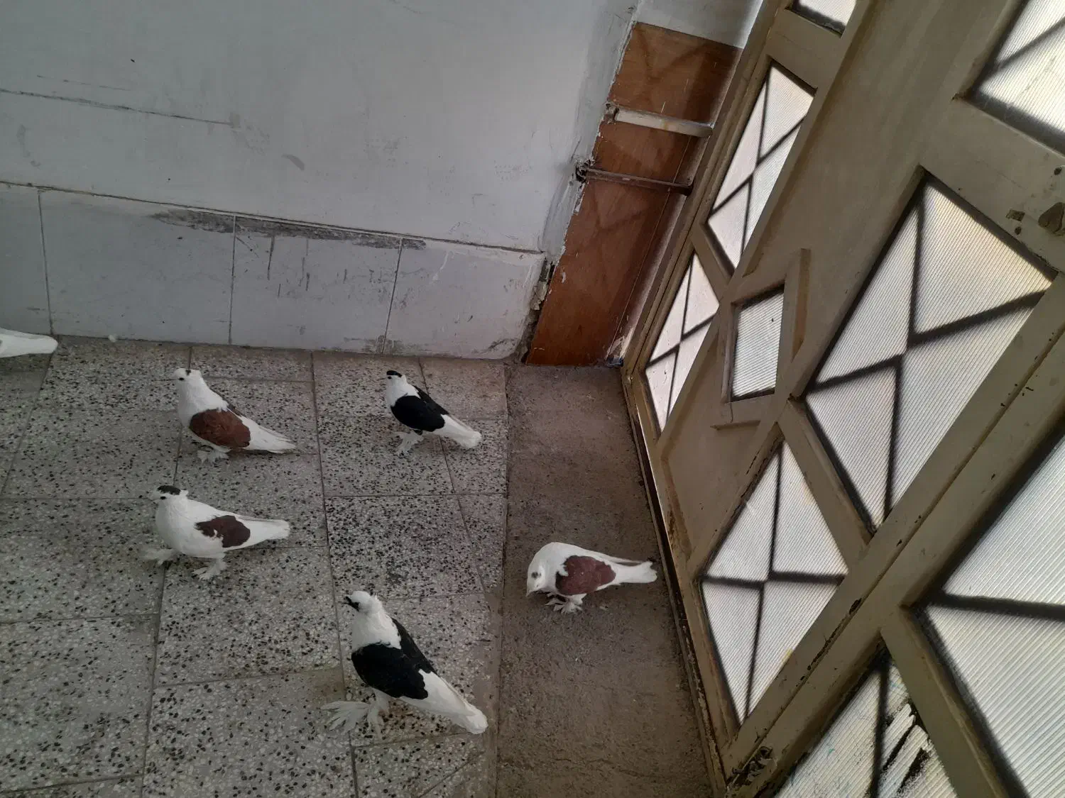 پرپا گلی تزئینی|پرنده|تربت‌حیدریه, رضاشهر|دیوار