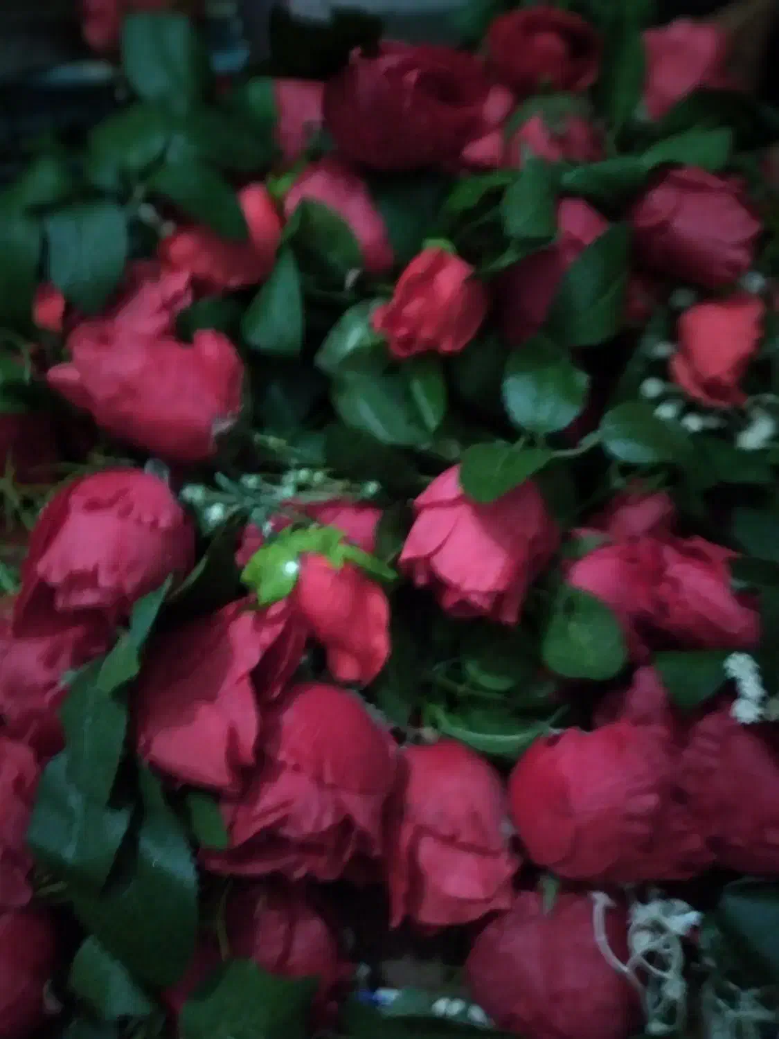 گل محمدی|گل مصنوعی|سنندج, |دیوار