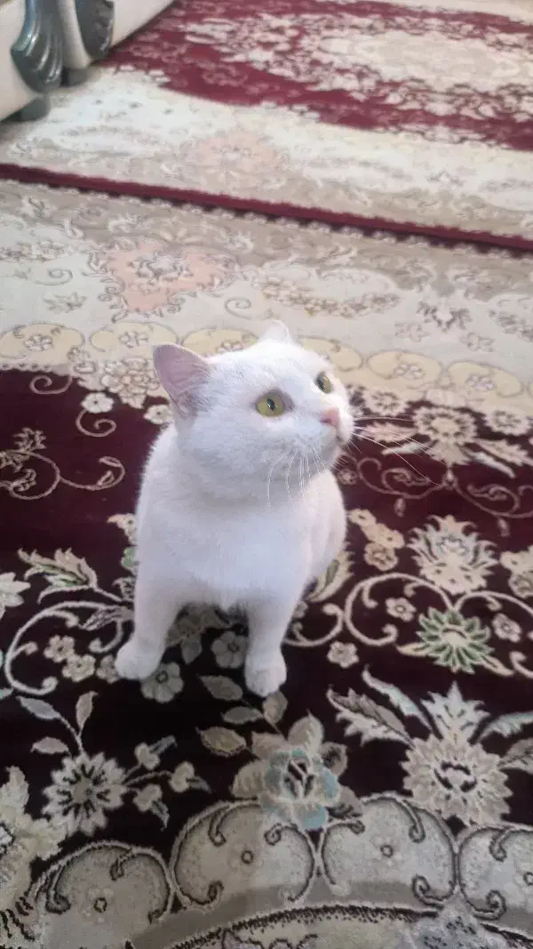 گربه خانگی dsh|گربه|نی‌ریز, |دیوار