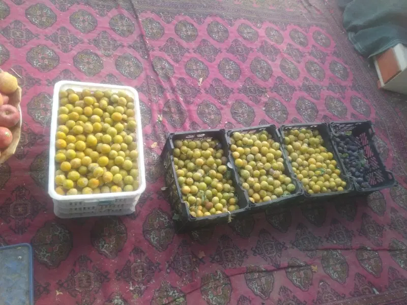 الو|خوردنی و آشامیدنی|نیشابور, شهید بهشتی|دیوار