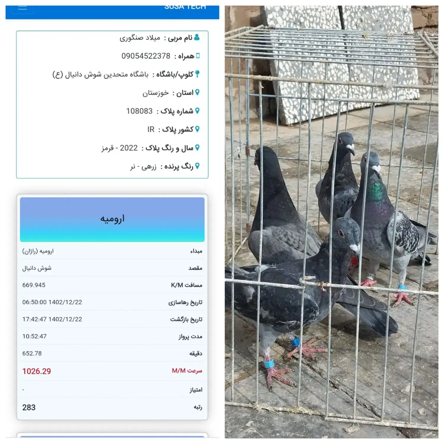 گردنبند کبوتر|بدلیجات|فردوس (خراسان), |دیوار
