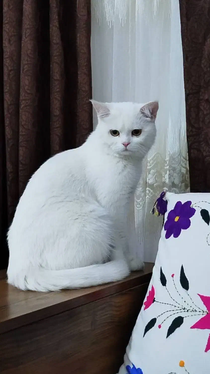 گربه پرشین|گربه|اشکنان, |دیوار