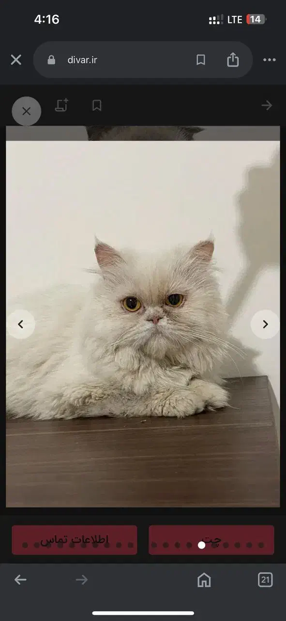 گربه اسکاتیش وبریتیش نر و ماده|گربه|کرج, گوهردشت|دیوار