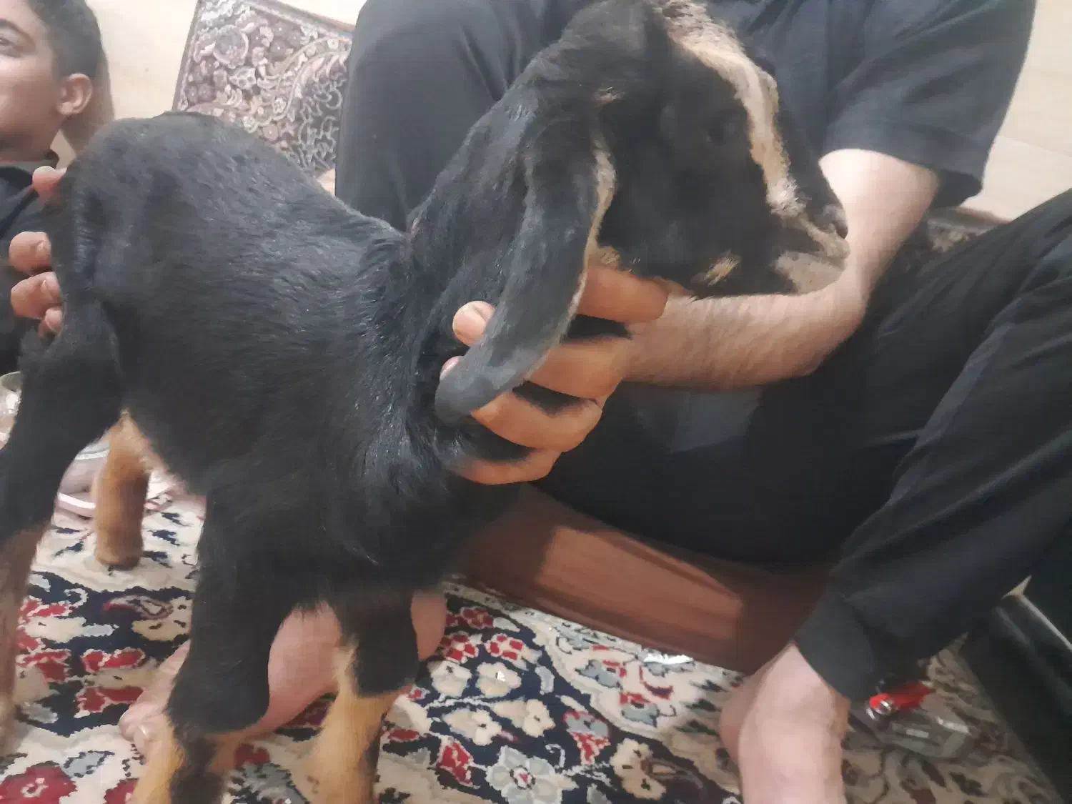 کهره ۳ میلیون مادر نداره مقطوع فقط تماس|حیوانات مزرعه|مرودشت, محمد آباد|دیوار