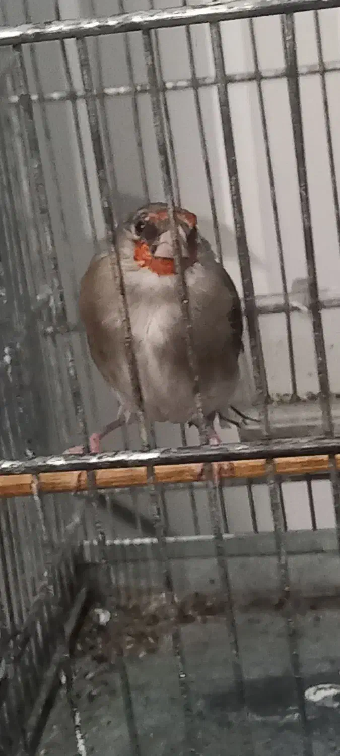 سهره گلبسر هم دهن خودش هم سهره|پرنده|تهران, خلیج فارس|دیوار