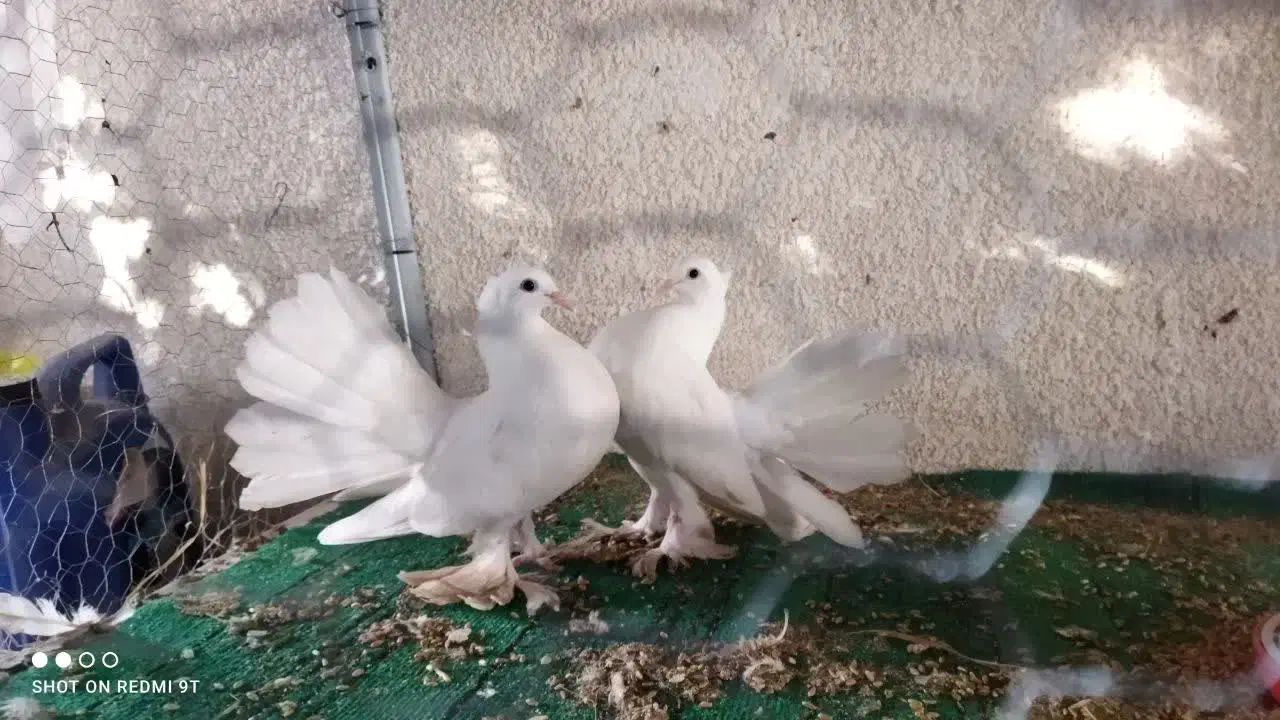 کبوتر|پرنده|رشت, تازه آباد|دیوار