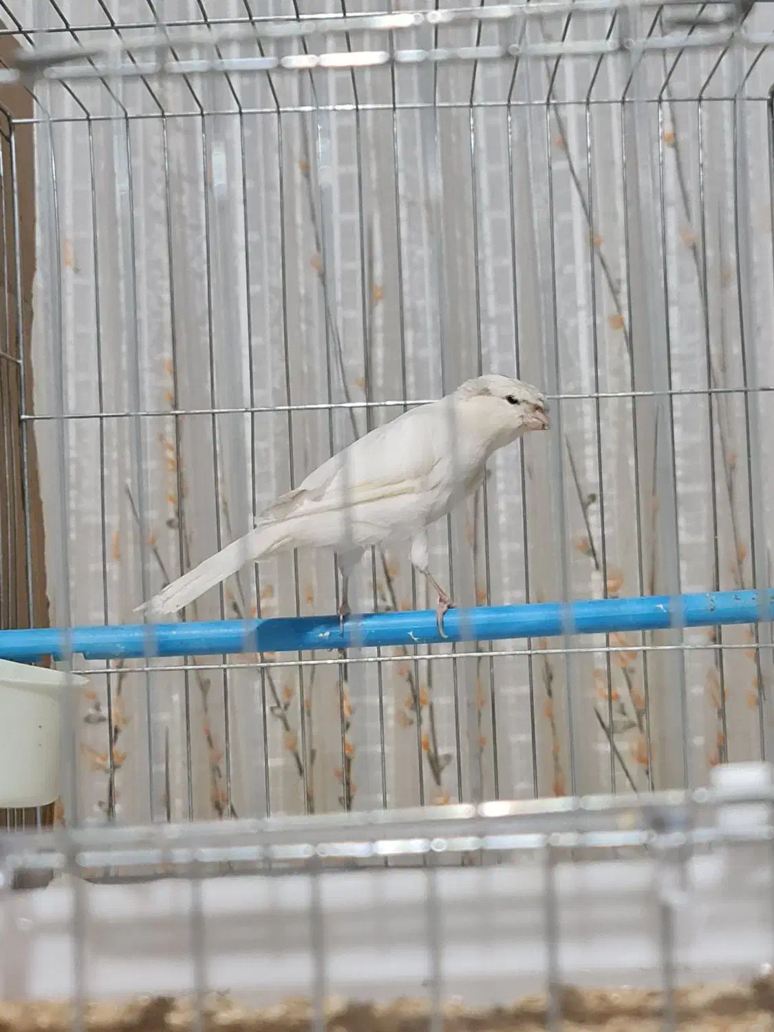 قناری نر سفید کاکلی|پرنده|قزوین, |دیوار