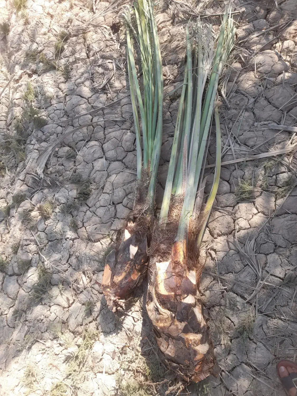 بچه نخل|گل و گیاه طبیعی|چمران, |دیوار