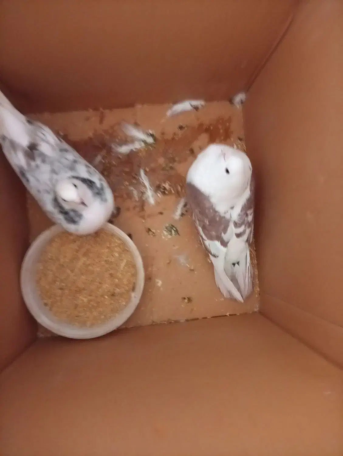 کبوتر|پرنده|دورود, |دیوار