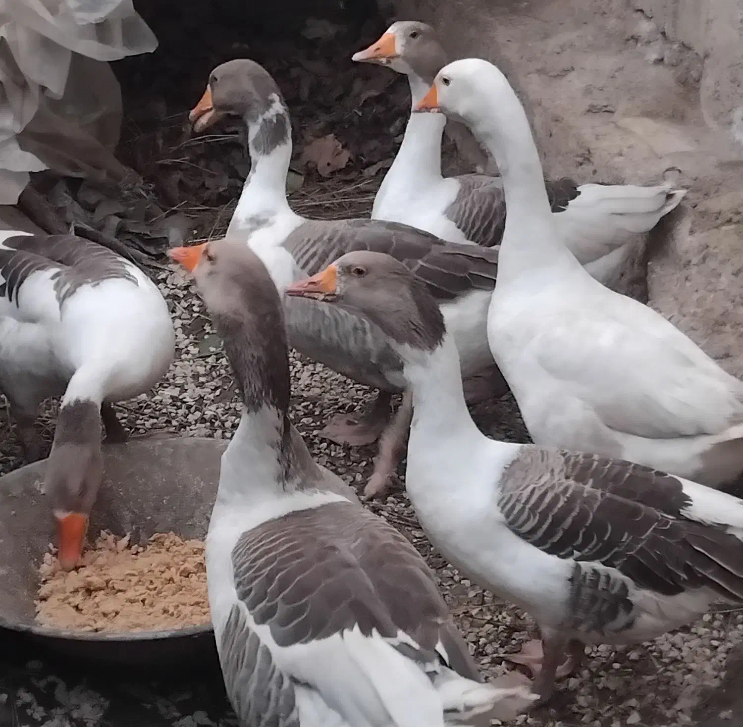 تخم غاز محلی نطفه دار وغاز محلی|حیوانات مزرعه|لیسار, |دیوار