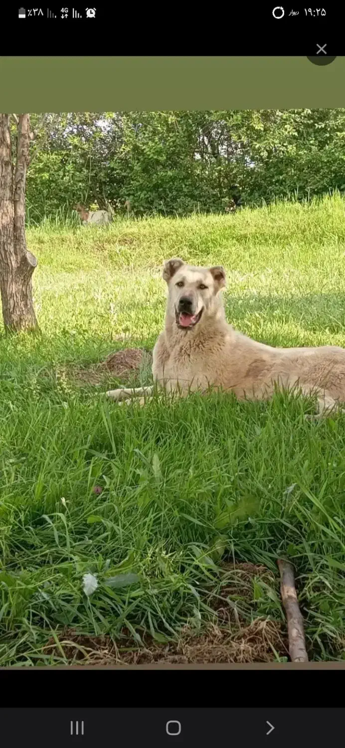 سگ گمشده|حیوانات|اهر, |دیوار