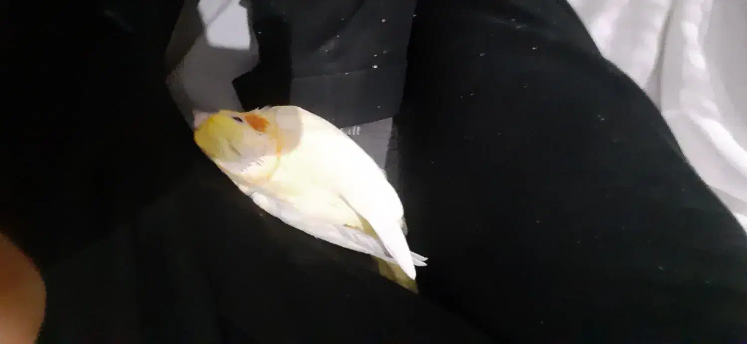 جوجه عروس هلندی|پرنده|تهران, هفده شهریور|دیوار