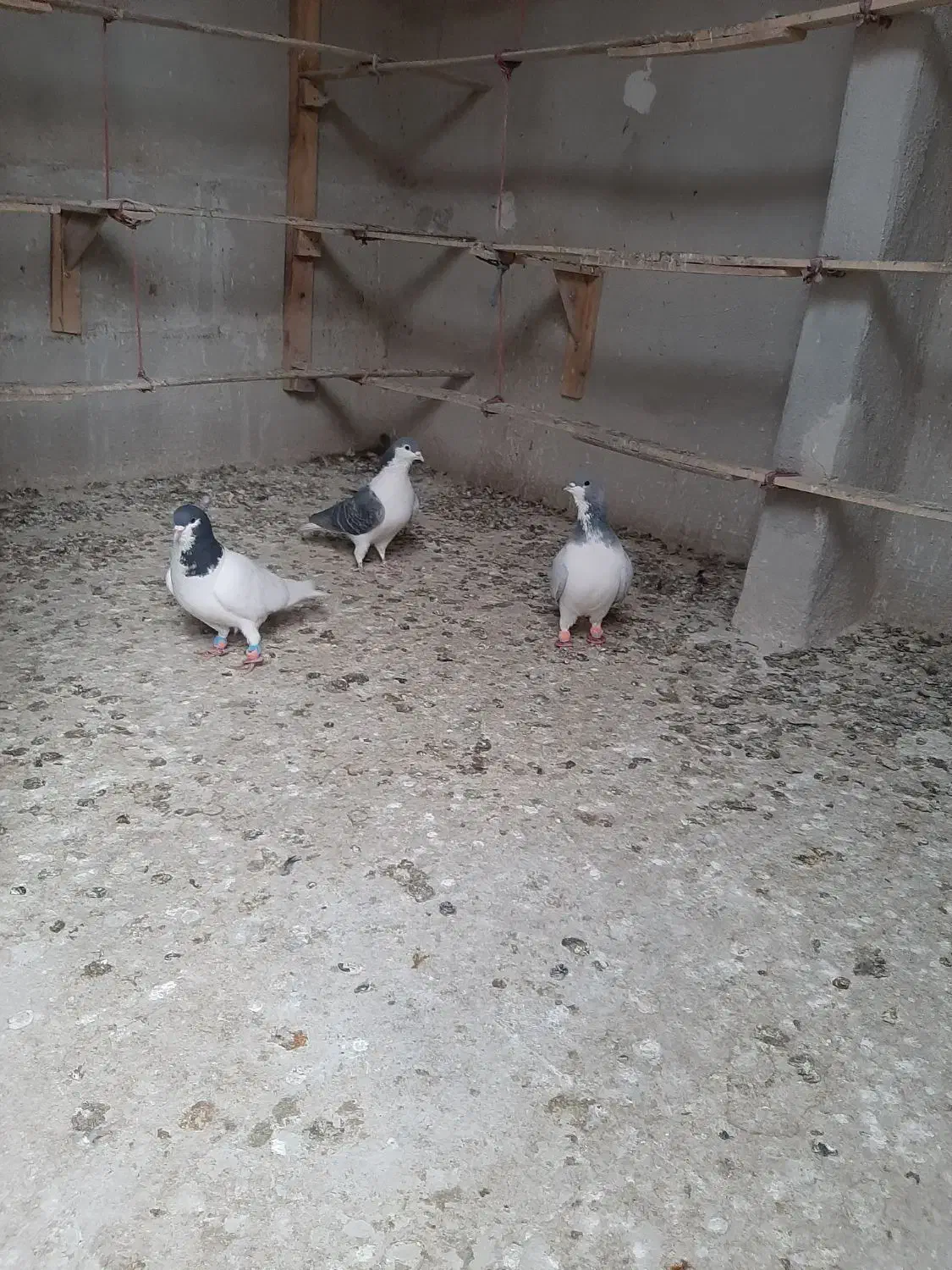 کفتر کبوتر چادری|پرنده|محمدشهر, سیدآباد|دیوار