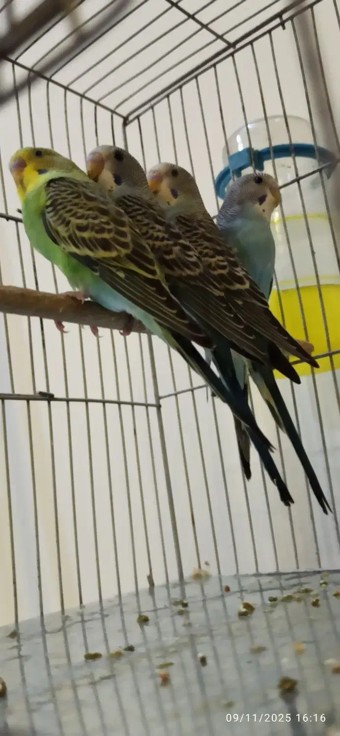 مرغ عشق|پرنده|سنندج, |دیوار