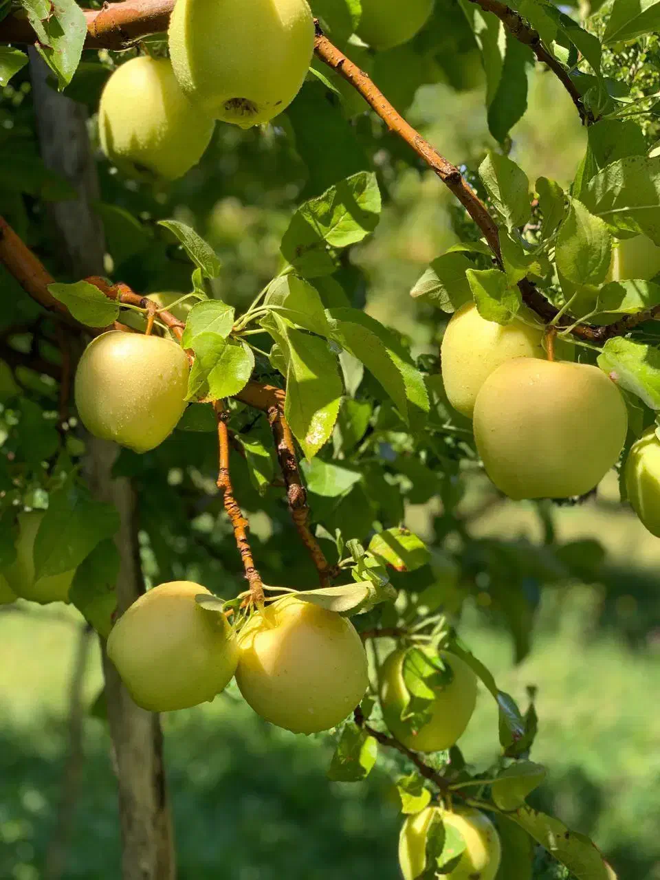 نهالستان تولید تولید کننده رقم های مقام به آفت|خدمات باغبانی و درختکاری|ورزقان, |دیوار