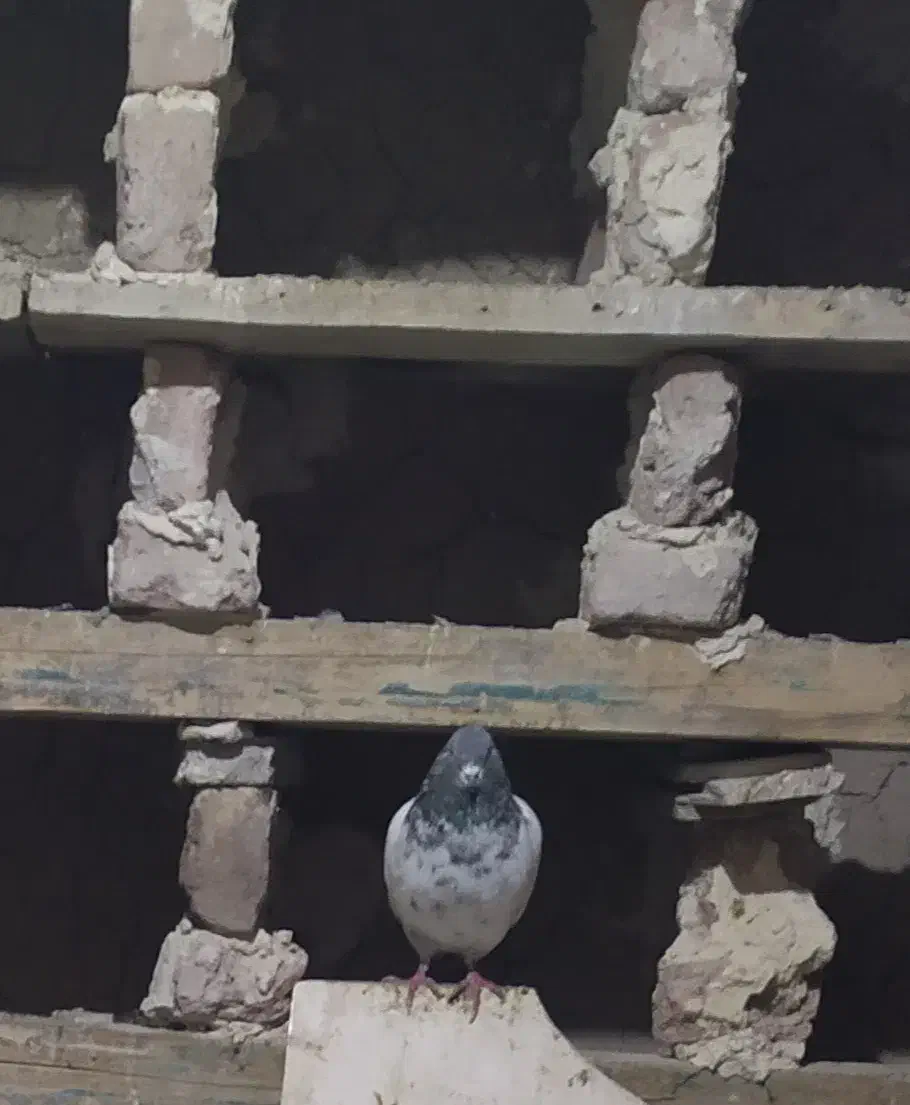 دو عدد کبوتر نر|پرنده|نمین, |دیوار