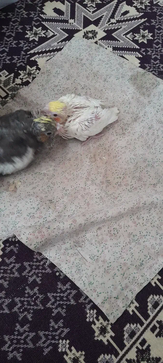 عروس هلندی سرلاکی|پرنده|بناب, |دیوار