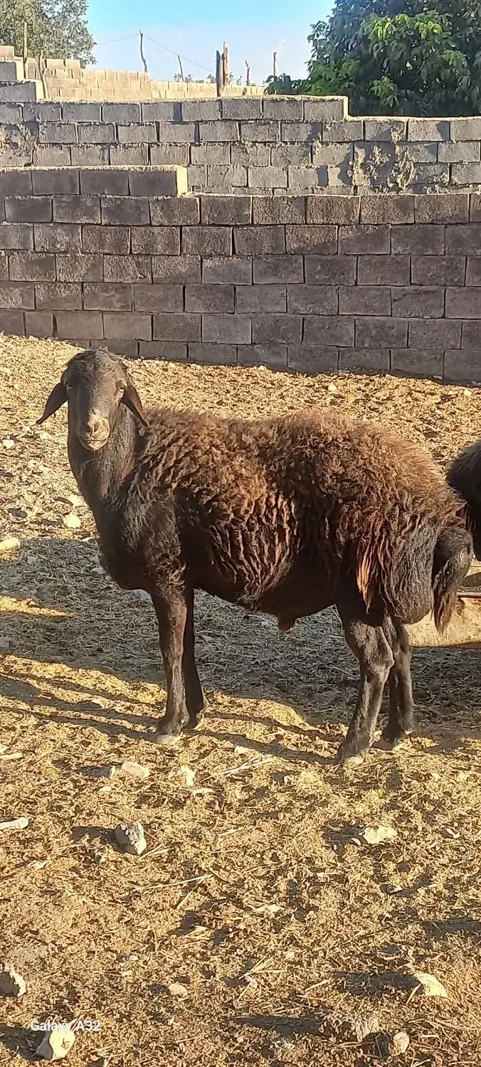 قوچ افشار دوساله|حیوانات مزرعه|ملکشاهی, |دیوار
