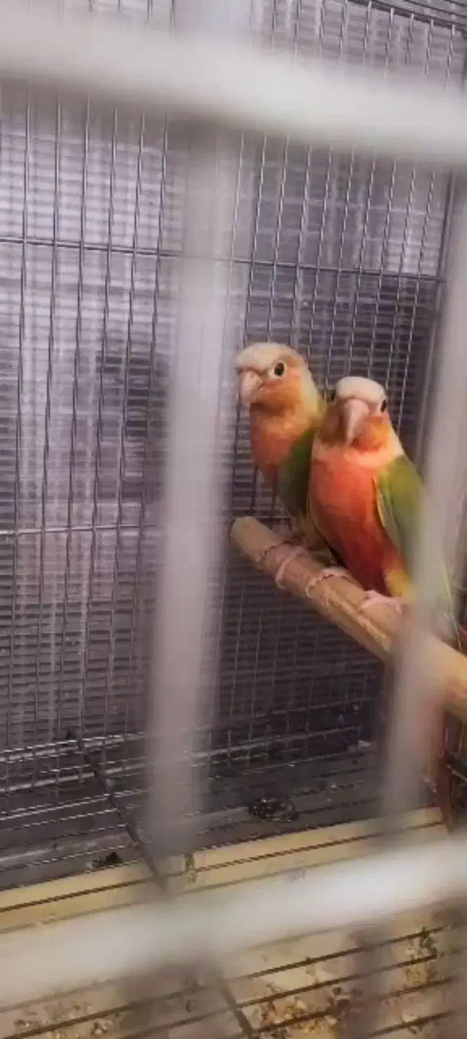 مولد گیرینچیک فول رد|پرنده|تهران, دانشگاه شریف|دیوار