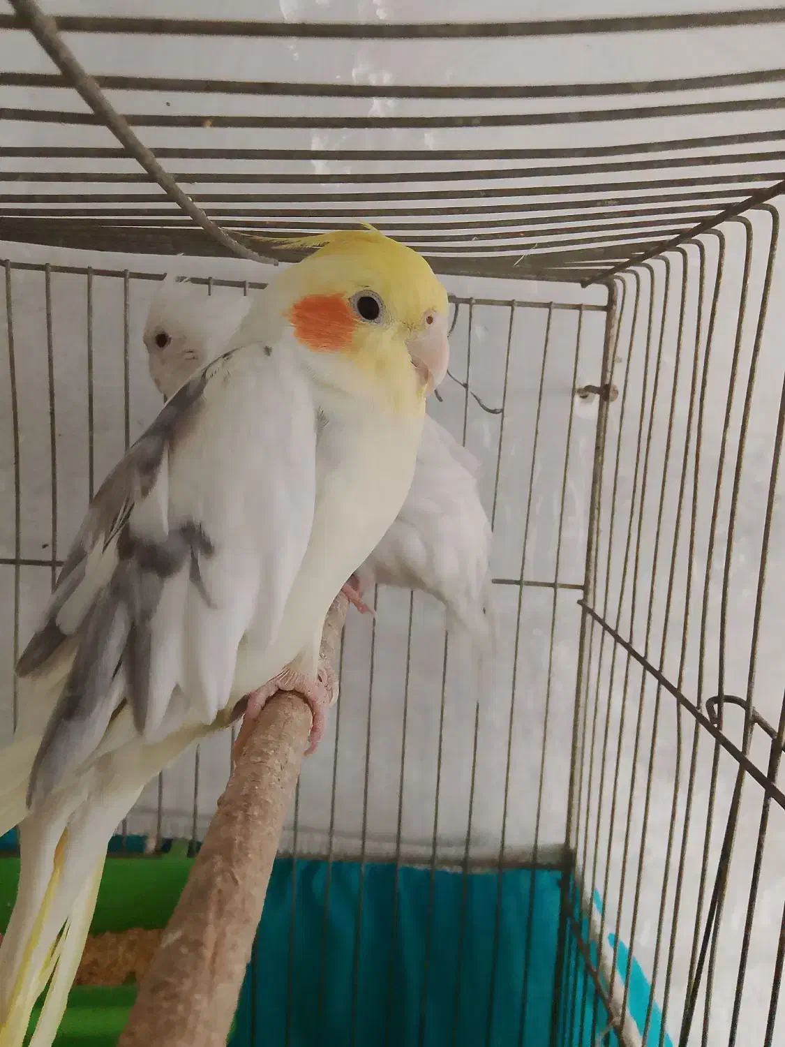 عروس|پرنده|سمیرم, |دیوار