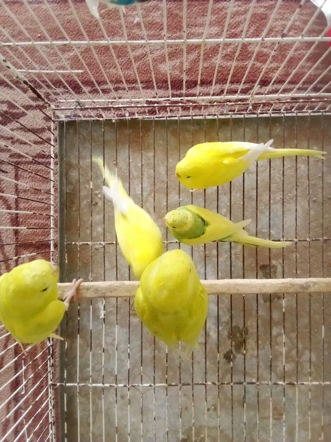 مرغ عشق و فنچ|پرنده|گنبد کاووس, |دیوار