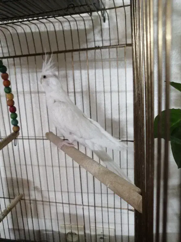 عروس هلندی آلبینو نر|پرنده|شاهین‌شهر, شهرک ردانی پور|دیوار