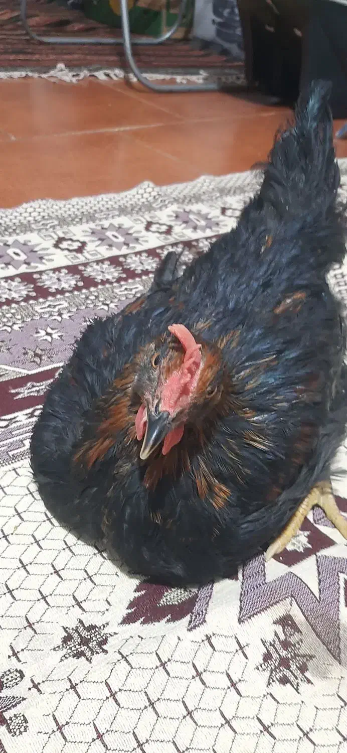 مرغ سیاه ۶ماهه|حیوانات مزرعه|گلستان (تهران), |دیوار