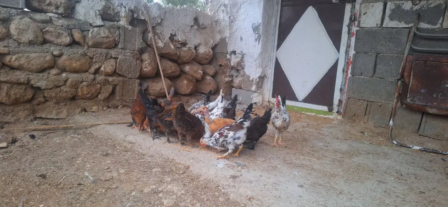 جوجه محلی|حیوانات مزرعه|لیکک, |دیوار