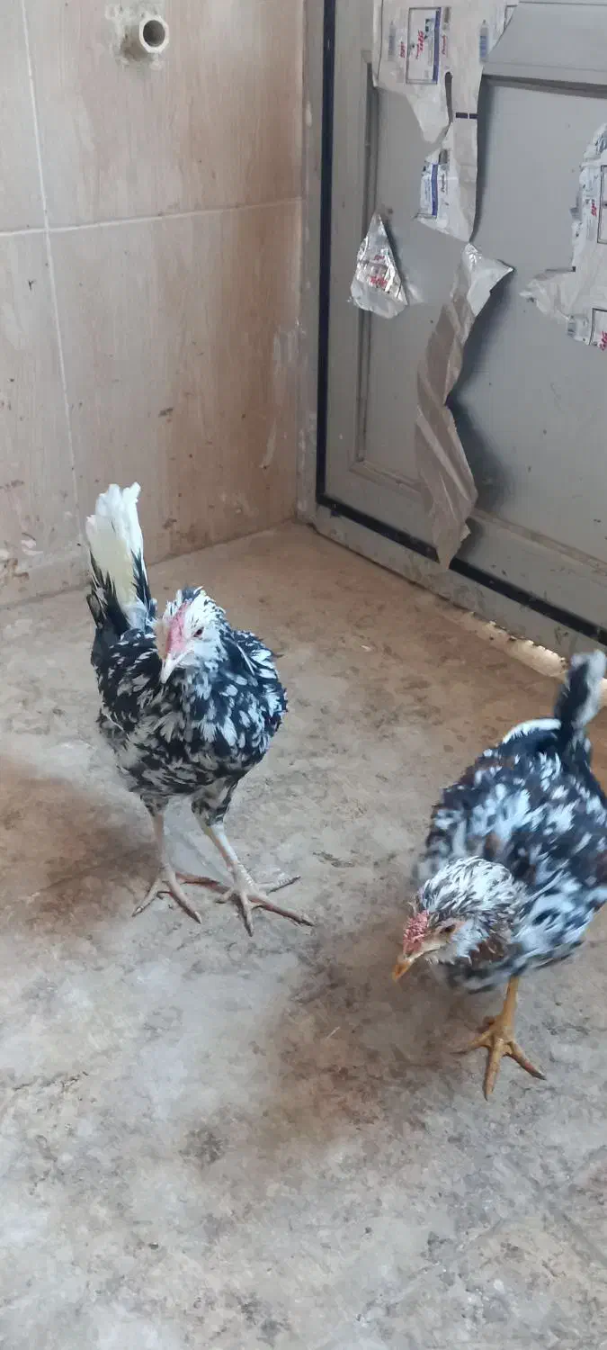 مرغ وخروس|حیوانات مزرعه|خمینیشهر, |دیوار