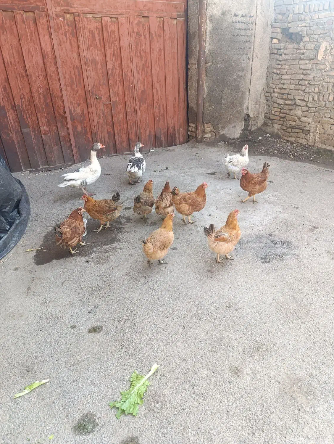 مرغ ارگانیک تخمی|حیوانات مزرعه|مشهد, چهنو|دیوار