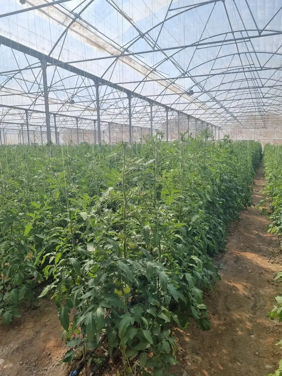 فروش‌گلخانه گوجه تحت کشت|فروش دفتر صنعتی، کشاورزی، تجاری|حاجی آباد, |دیوار