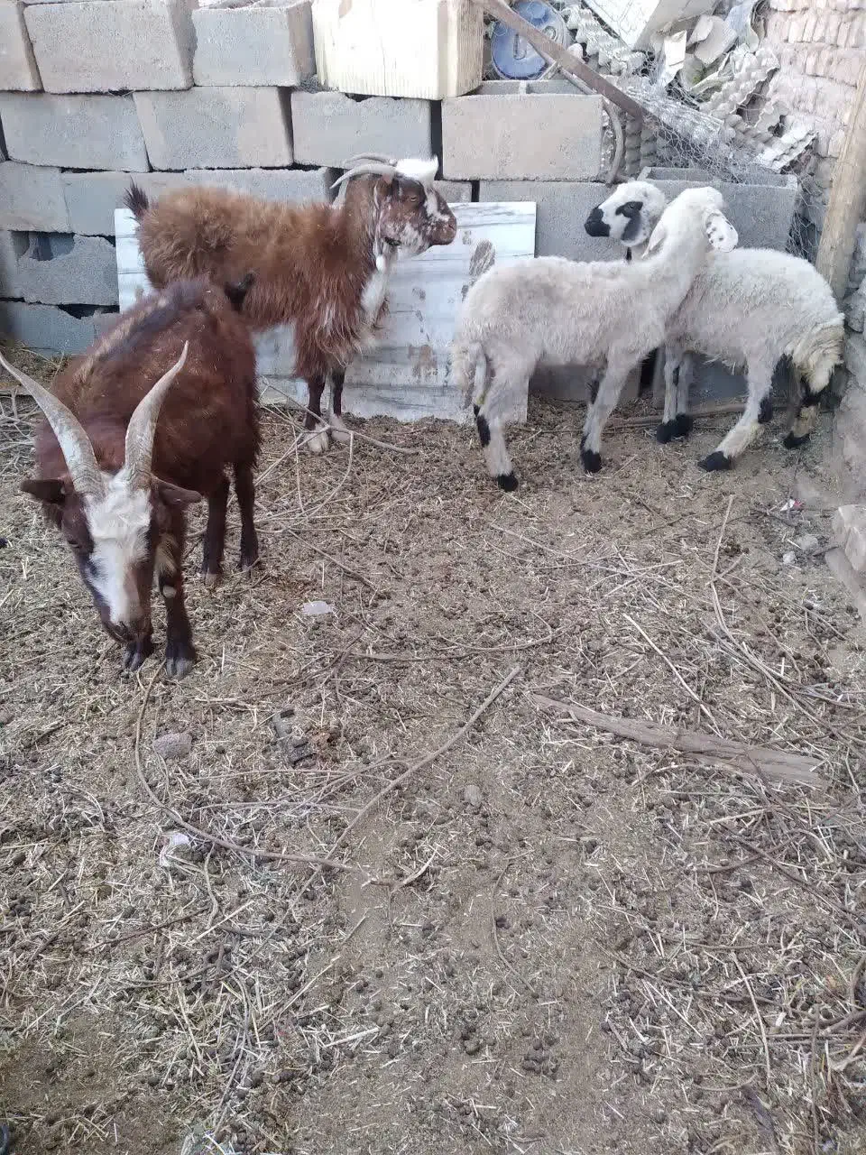 بره و بز|حیوانات مزرعه|حمیدیا, |دیوار